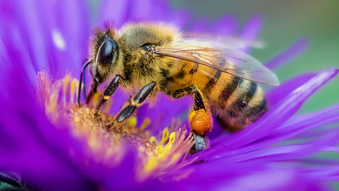 فقر ومجاعات وتتدهور الأوضاع الاقتصادية.. ماذا يحدث إذا انقرض النحل؟