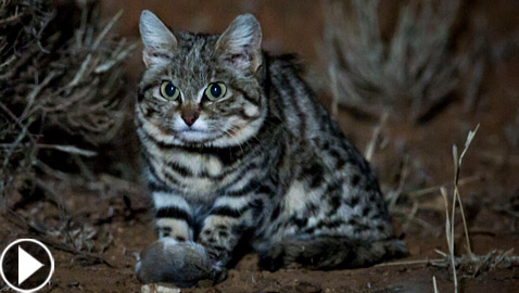 أخطر قط في العالم.. 