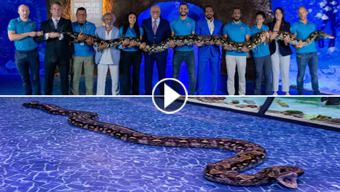 12 شخصا شاركوا بحملها لقياس طولها.. أكبر أفعى تصل إلى أبوظبي