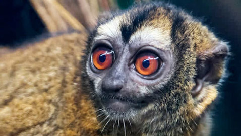 22 حيواناً يشاركك الكسل: أحدهم ينام 24 ساعة