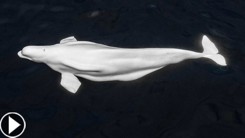 فيديو: ظهور حوت بيلوغا ضخم في المحيط الهادئ اختفى منذ عام 1940
