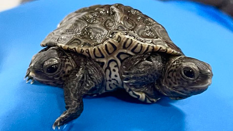 برأسين و6 أرجل.. تعرفوا على السلحفاة غريبة الأطوار! صور