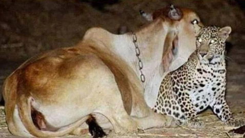 صور وثقت علاقة حب عمرها 19 عاماً بين نمر وبقرة: أصل القصة الغريبة!