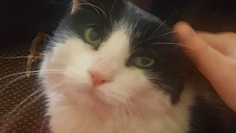 تعثر على قطها المفقود منذ سبع سنوات بفضل رقاقة إلكترونية