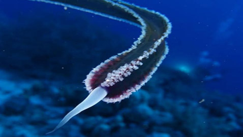 رعب دبّ بغواصين وجدوا في مصر كائن حي غريب وغامض! صور