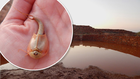 شاهد.. ظهور مخلوقات ثلاثية العيون تعود لعصور ما قبل التاريخ