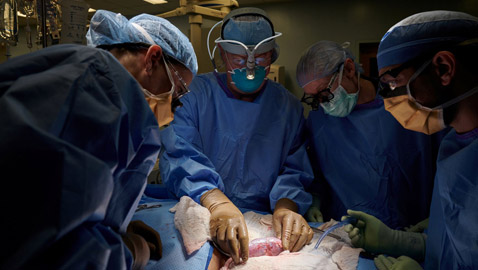 جراحون ينجحون في اختبار زرع كلية خنزير في مريضة من البشر