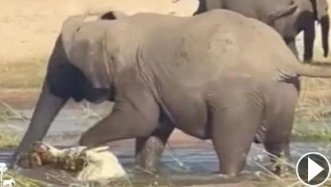 هدد عجلها.. أنثى فيل غاضبة تسحق تمساحا حتى الموت! فيديو