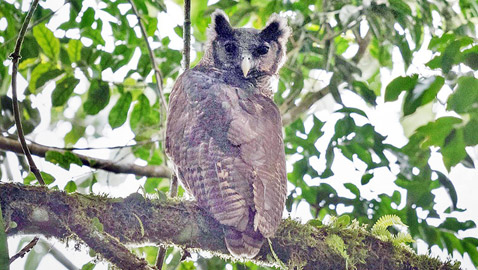 رصد طائر بوم ضخم كان آخر ظهور له منذ 150 عاما! صور