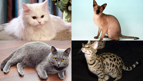 بالصور: تعرفوا إلى أغلى 10 سلالات للقطط حول العالم