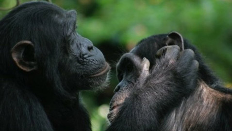 أكثر 10 حيوانات رومانسية في العالم