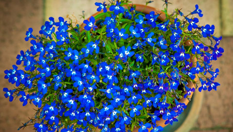 أصغر  زهور في العالم: هل صادفت أحدهم من قبل؟