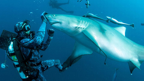 ما هي قصة الرجل الذي يصادق أسماك القرش؟