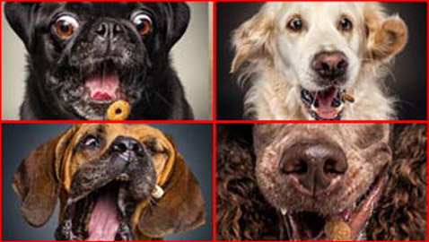 صور رائعة تظهر ملامح وجه الكلاب الجائعة عند حصولها على طعام