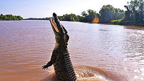 ينجوان من الموت بعد الغرق في نهر تماسيح بأستراليا