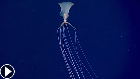 رصد مخلوق نادر وغامض جدا وبعيد المنال في قاع المحيط! فيديو وصور
