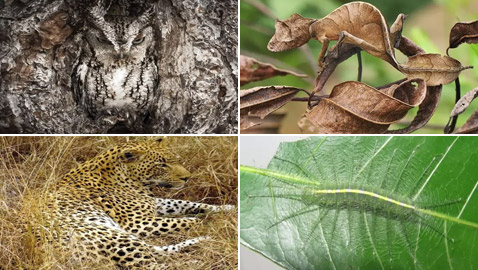 بالصور: تعرفوا إلى 11 من الحيوانات المموهة المذهلة