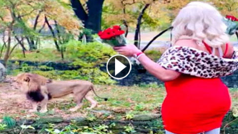 فيديو: سيدة أمريكية تقتحم عرين أسد وترميه بالورود!