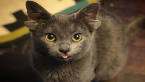 قطة تركية بأربعة آذان تحقق نجومية واسعة.. 70 ألف شخص يتابعونها