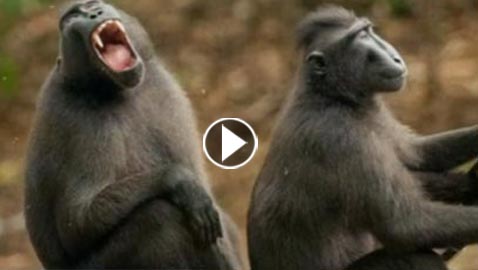 صور طريفة لحيوانات لم تشاهدوها من قبل