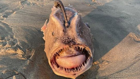 بالصدفة.. مصور أمريكي يعثر على وحش بحري نادر