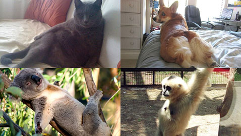 صور طريفة.. أغرب أوضاع الاسترخاء للحيوانات أمام الكاميرا