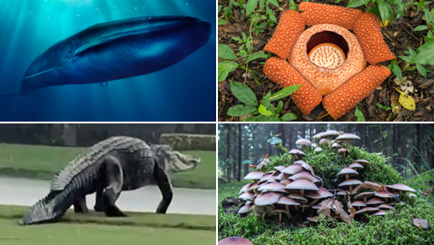 بالصور: ما هي أكبر الكائنات الحية على كوكب الأرض؟ تعرفوا إليها..