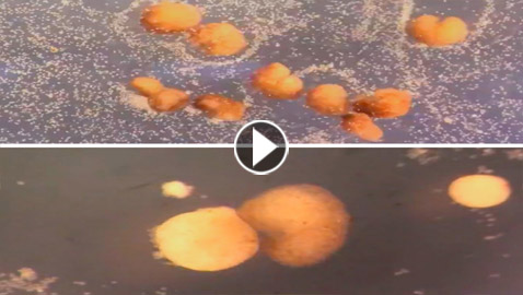 اكتشاف أول روبوت يمكنه التكاثر! يستخدمونه لأداء مهام داخل جسم الإنسان