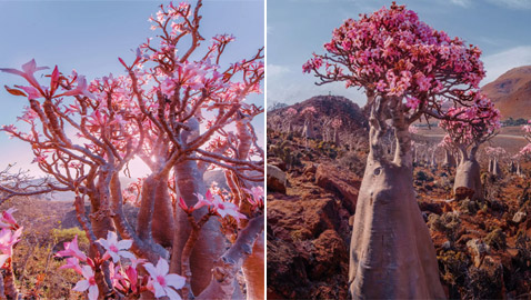 يشبه الزجاجة.. تعرفوا إلى النبات النادر على أرض 