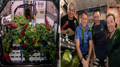 ناسا تحطم رقمين قياسيين: أطعمت معظم رواد الفضاء من محصول زرعته