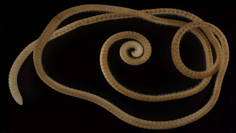 علماء يكتشفون أول دودة ألفية حقيقية.. تملك 1306 أرجل! صور