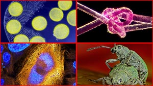 أروع الصور المجهرية وأكثرها إثارة للإعجاب على الإطلاق!