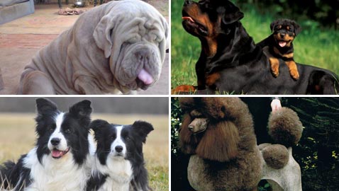  صور اذكى كلاب العالم.. من مختلف الانواع والاحجام