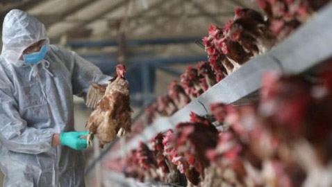 إسرائيل تعدم 320 ألف دجاجة بسبب تجدد انتشار انفلونزا الطيور