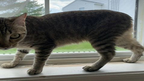 مميزون عن غيرهم.. شاهد أشخاص وحيوانات بعلامات غريبة على أجسامهم