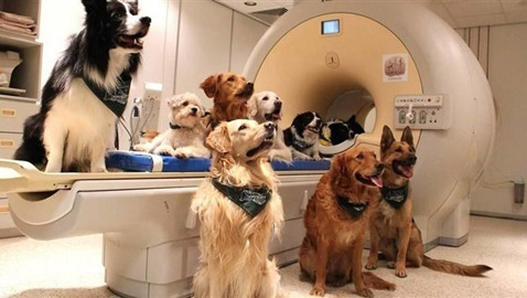 دراسة: الكلاب تستطيع التمييز بين اللغات