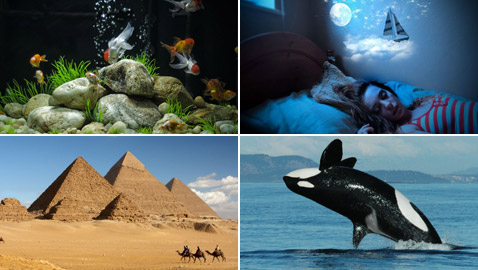 10 حقائق مدهشة وسخيفة وغير عادية ولكنها صحيحة تماما