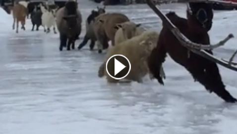 فيديو طريف لأغنام حاولت االسير على الجليد