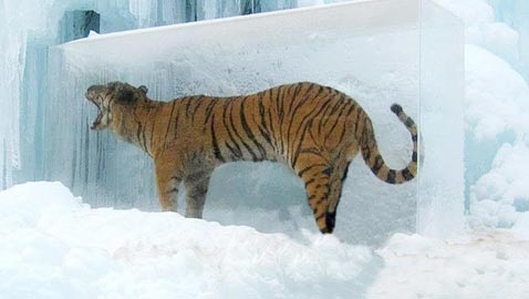 بالصور.. مشاهد غريبة لا تحدث الا في فصل الشتاء 