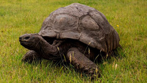 أقدم كائن فوق الأرض.. سلحفاة تحتفل بعيد ميلادها الـ190 وتحطم أرقاما قياسية