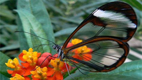 9 صور نادرة تظهر عجائب الطبيعة المذهلة