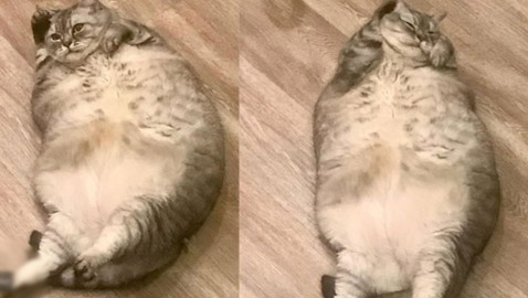 وزنها أثار الجدل.. شاهد.. أضخم قطة في العالم