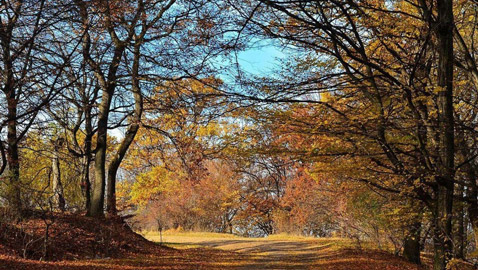 أروع العجائب الطبيعية التي يمكنك زيارتها أبرزهم الغابة الانتحارية