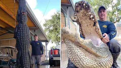 افترس الماشية مدة 80 عاما.. اصطياد أكبر تمساح على الإطلاق