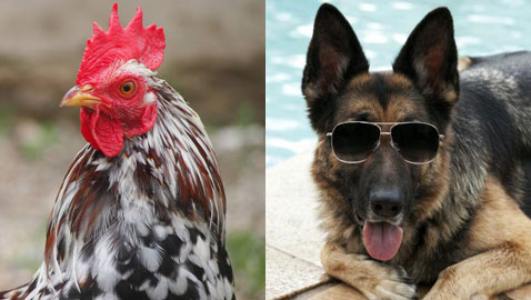  أبرز وأشهر الحيوانات التي صنعت ملايين الدولارات