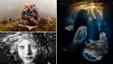 إليكم الصور الفائزة في مسابقة أفضل تصوير تحت الماء لعام 2022