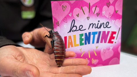 للانتقام منه.. أطلق اسم حبيبك السابق على صرصار بإنكلترا