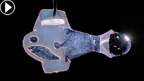 علماء يبتكرون سمكة من مكونات إلكترونية وخلايا قلب بشرية! فيديو وصور