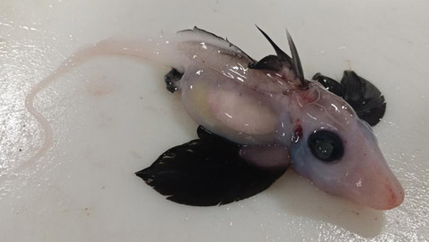 علماء يعثرون على سمكة 