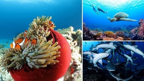 اليابان.. وجهة مثالية لعشاق الغوص